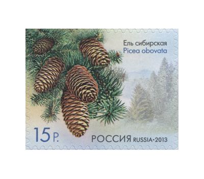  4 почтовые марки «Флора России. Шишки хвойных деревьев и кустарников» 2013, фото 5 
