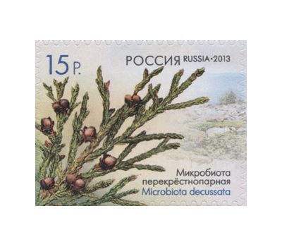  4 почтовые марки «Флора России. Шишки хвойных деревьев и кустарников» 2013, фото 3 